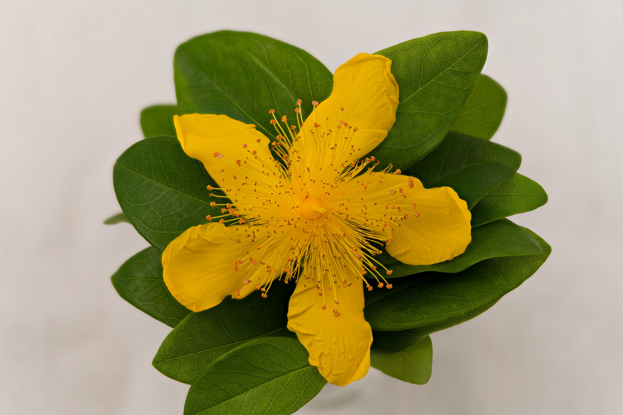 Großkelchiges Johanniskraut